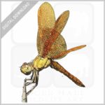 Mexican Amberwing Dragonfly stock image
