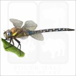 Migrant Hawker Dragonfly illustration