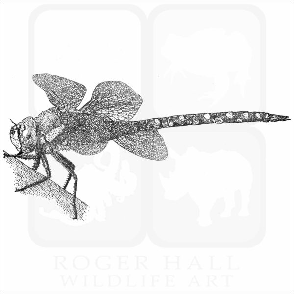 Migrant Hawker Dragonfly