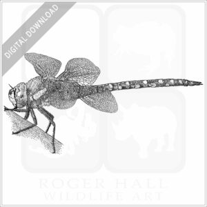 Migrant Hawker Dragonfly