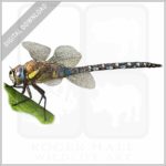 Migrant Hawker Dragonfly stock image