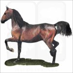 Morgan Horse illustration