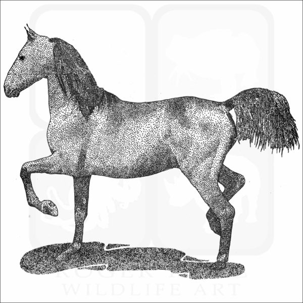 Morgan Horse