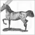 Morgan Horse
