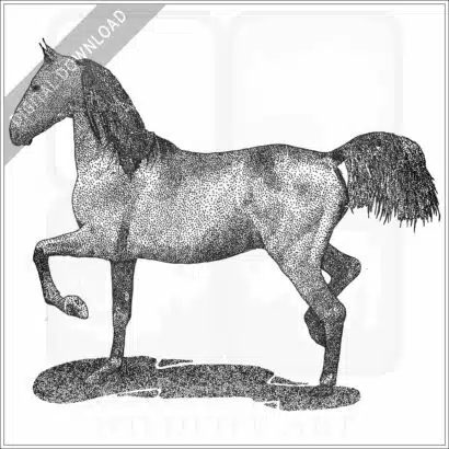 Morgan Horse