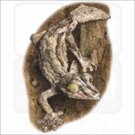 Mossy Leaf-Tailed Gecko illustration
