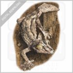 Mossy Leaf-Tailed Gecko stock image