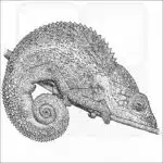 Nicosia's Chameleon