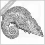Nicosia's Chameleon
