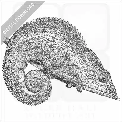 Nicosia's Chameleon