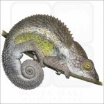 Nicosia's Chameleon illustration