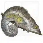 Nicosia's Chameleon illustration