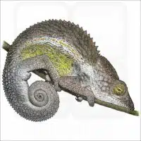 Nicosia's Chameleon illustration