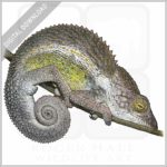 Nicosia's Chameleon stock image