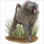 Olive Baboon illustration