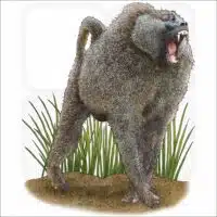 Olive Baboon illustration