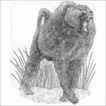 Olive Baboon
