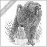 Olive Baboon