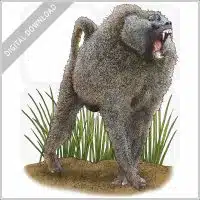 Olive Baboon stock image