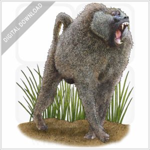 Olive Baboon stock image