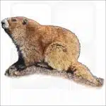 Olympic Marmot illustration
