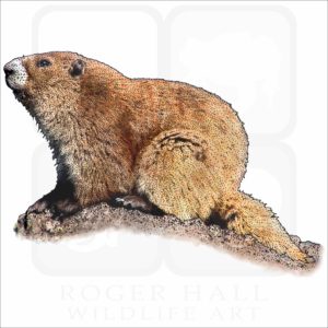 Olympic Marmot illustration