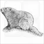 Olympic Marmot