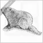 Olympic Marmot