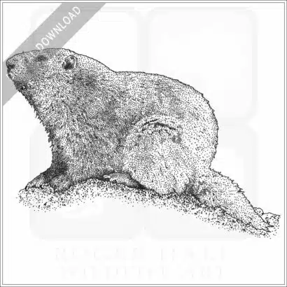 Olympic Marmot