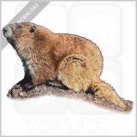 Olympic Marmot stock image
