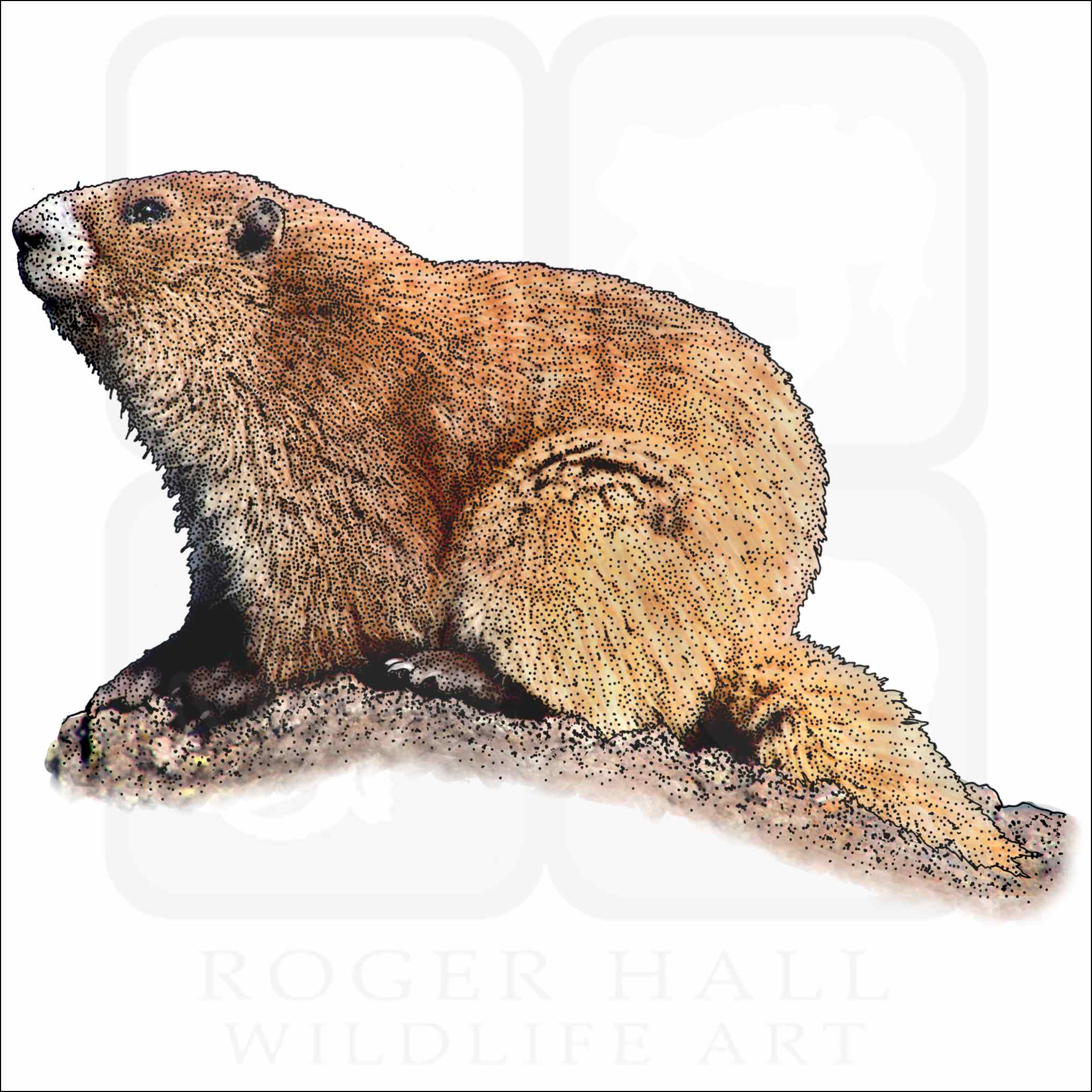 Olympic Marmot Olympic Marmot illustration