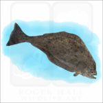 Pacific Halibut illustration