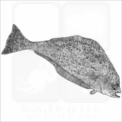 Pacific Halibut