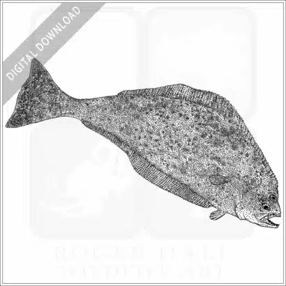Pacific Halibut