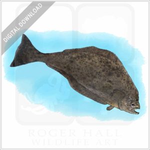 Pacific Halibut stock image