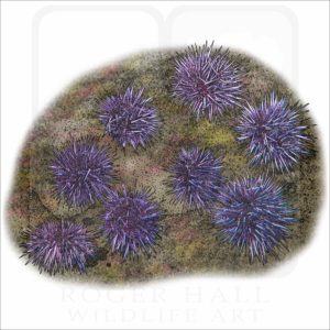 Pacific Purple Sea Urchins illustration