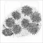 Pacific Purple Sea Urchins