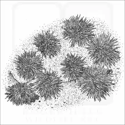 Pacific Purple Sea Urchins