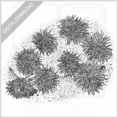 Pacific Purple Sea Urchins