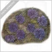 Pacific Purple Sea Urchins stock image