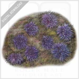 Pacific Purple Sea Urchins stock image