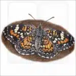 Phaon Crescent Butterfly illustration