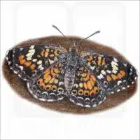 Phaon Crescent Butterfly illustration