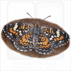 Phaon Crescent Butterfly illustration