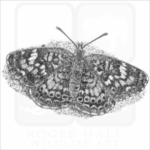 Phaon Crescent Butterfly