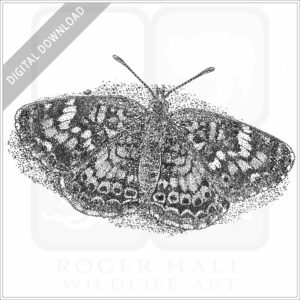 Phaon Crescent Butterfly