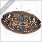 Phaon Crescent Butterfly stock image