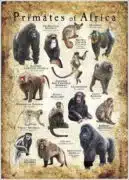 Primates of Africa poster
