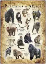 Primates of Africa poster