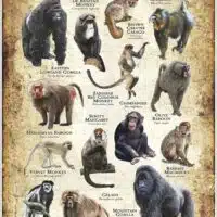 Primates of Africa poster
